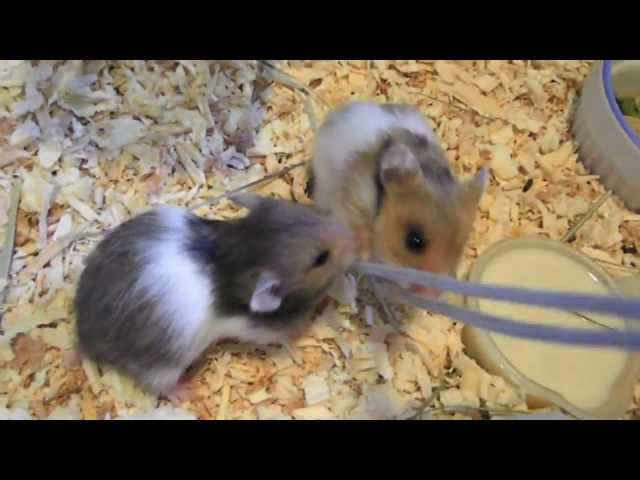 Cute Baby Hamsters! (3 weeks)
