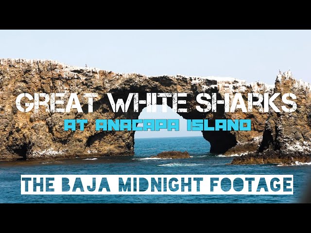 Great White Sharks at Anacapa Island