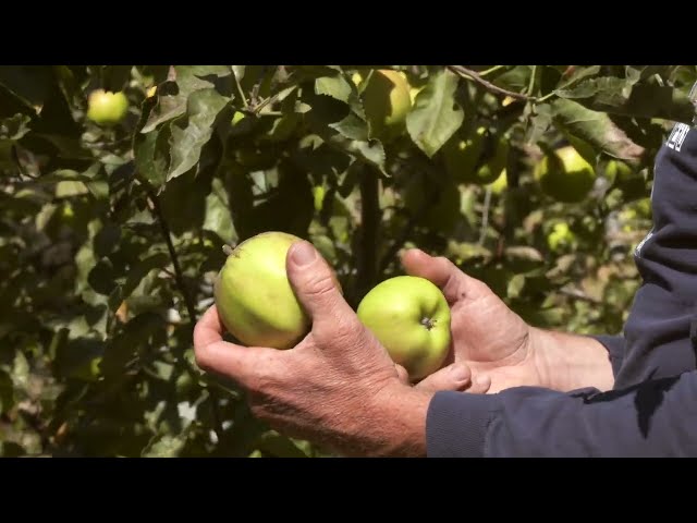 How to Harvest Mutsu Apples at 5th Crow Farm