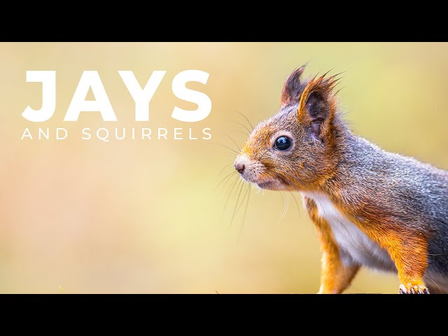 What do a Squirrel and a Jay have in Common? | Wildlife Photography | Norway