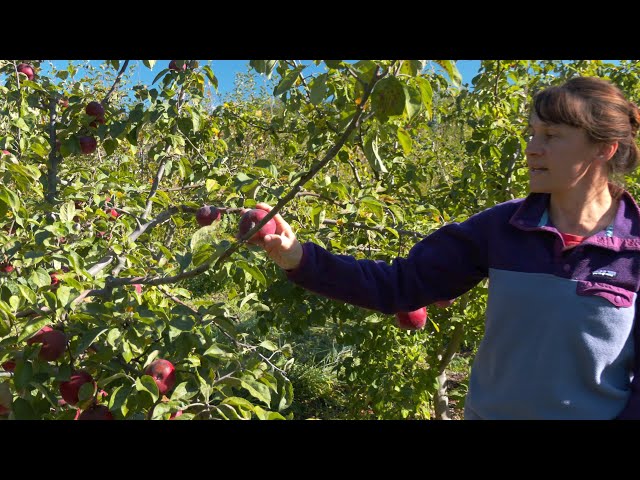 Harvesting Organic Apples for Commercial Sales - LOTS of Great Tips for Small Organic Growers