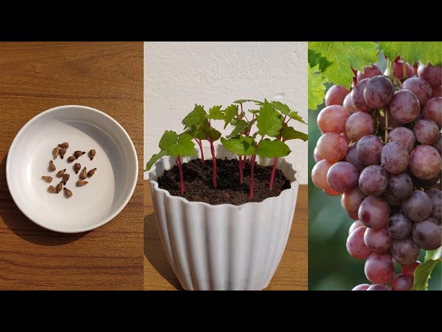 How to grow grapes tree from seeds at home || growing grapes from seeds easy method