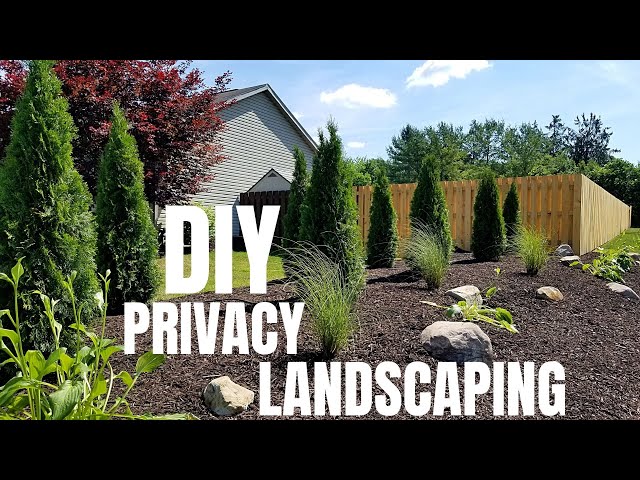 DIY Privacy Landscaping | Emerald Green Arborvitae | Landscaping Makeover Idea