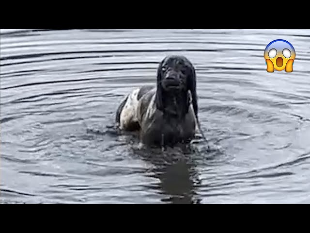 Funny Animal Videos 2024 😇 - Funniest Dogs and Cats Videos| Pets Island