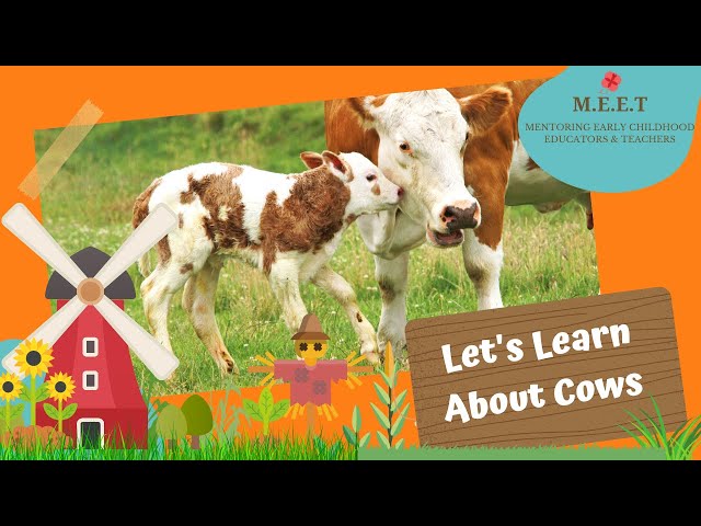 Let's Learn About Cows! preschool learning videos for kids | cow video for kids | cow sounds