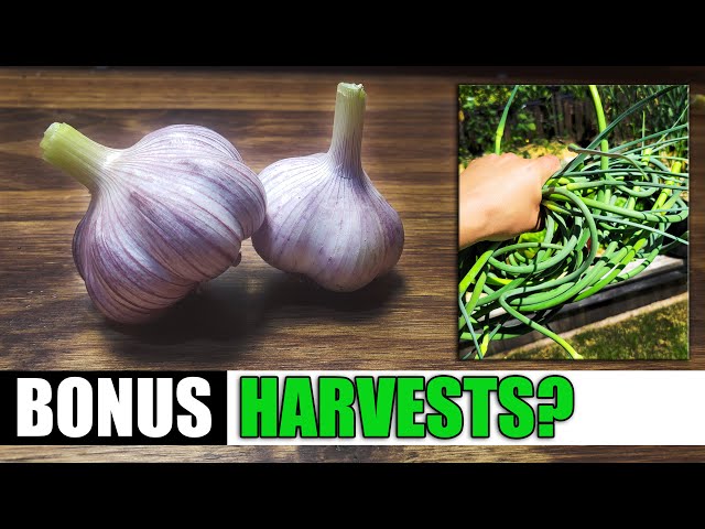 6 Crops That Give Us A Bonus Harvest!