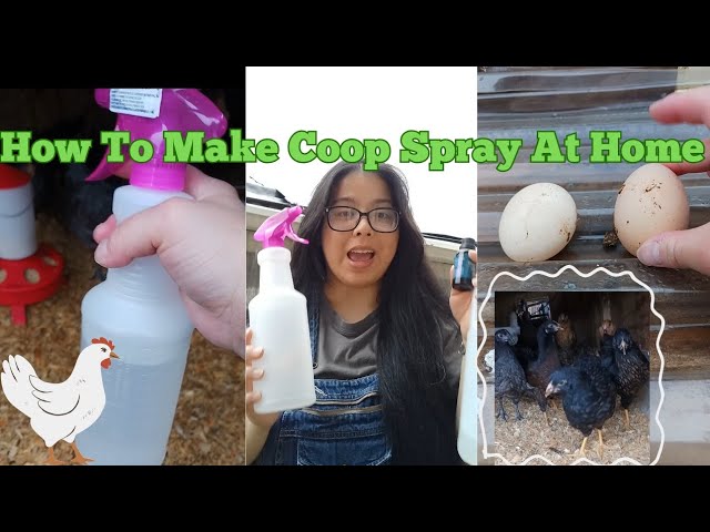 How To Make Coop Spray At Home 🐔🥚 #farm #sincerelyjasminh #barn #poultry