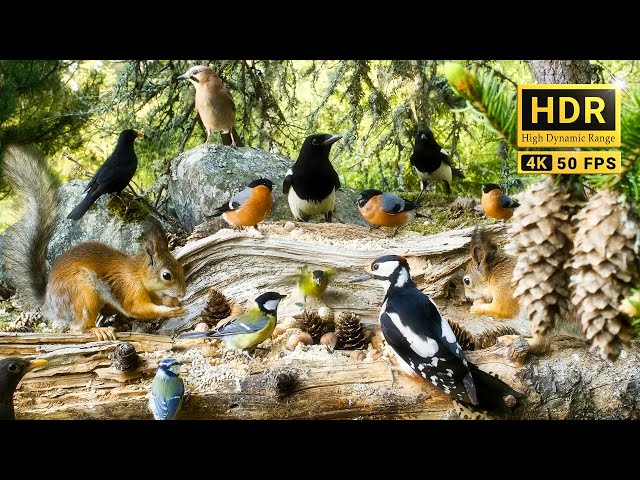 Birds for Cats to Watch 😸 The Forest Nook Restaurant for Woodland Friends🐈 10hrs Cat & Dog TV 4K HDR