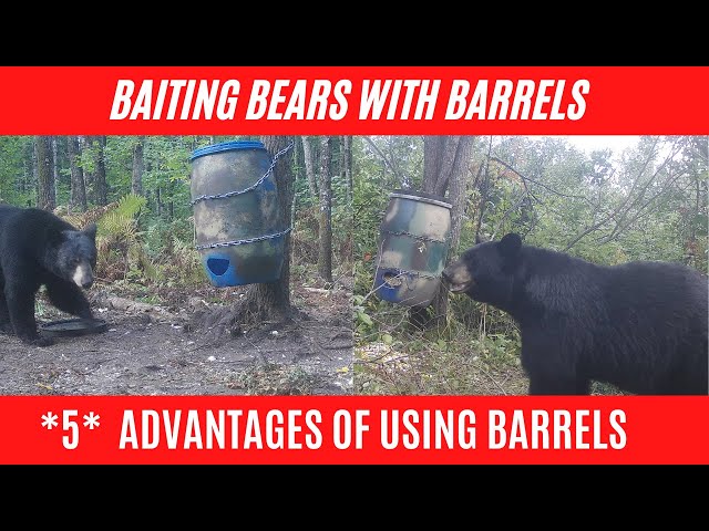 5 BIG Advantages of Barrels in bear baiting