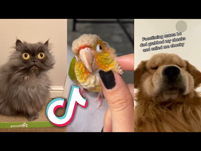 These INSANELY CUTE TikTok PETS will MAKE YOUR DAY...