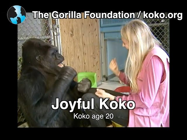 Joyful Koko