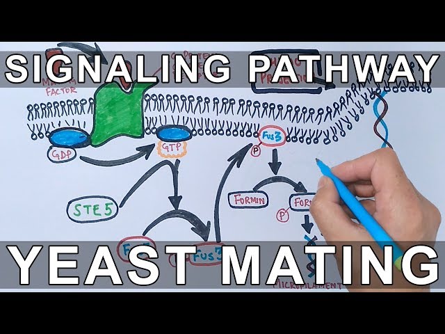 Signaling Pathway in  Yeast Mating