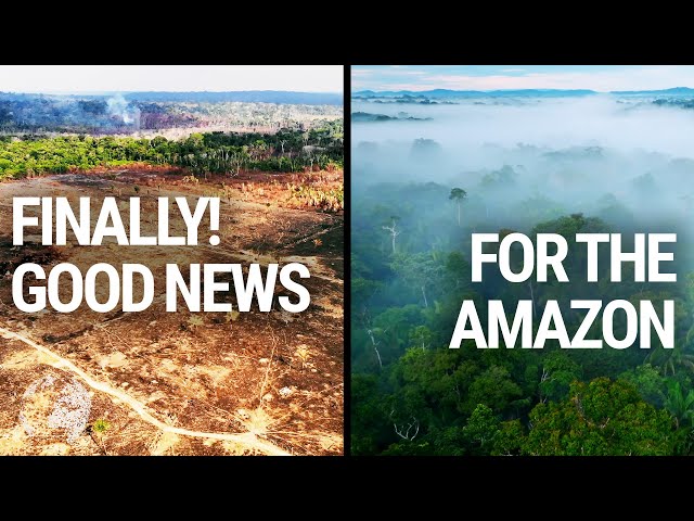 Why it's NOT too late for the Amazon Rainforest 🌳