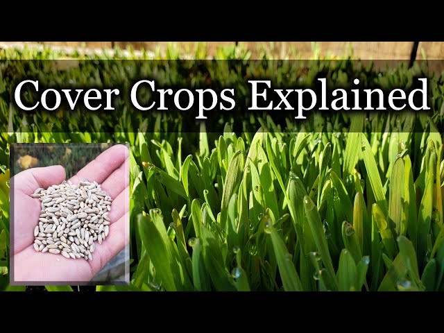 Cover Crops - How To Use Them In Permaculture Gardens And Regenerative Agriculture