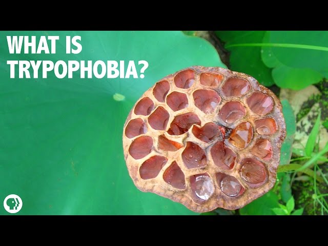 Trypophobia! Boogers! Disgust! A Gross Science Q&A