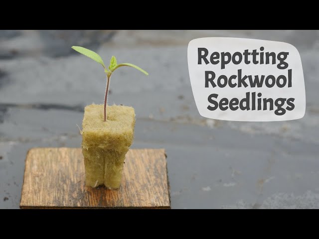 How To Repot Seedlings Grown In Rockwool