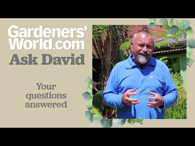 Ask David - Episode 10