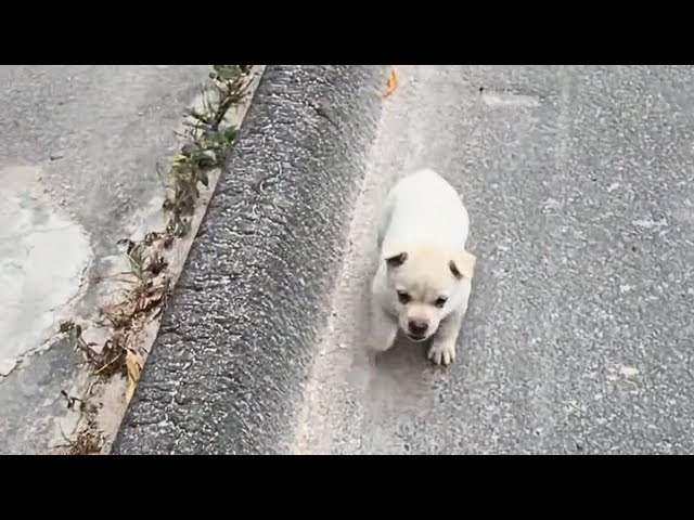 Stray Puppy Rescued on Highway