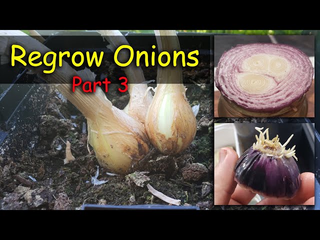 Regrow Onions From Another Onion - Need Proof? Vlog Part 3 of 5