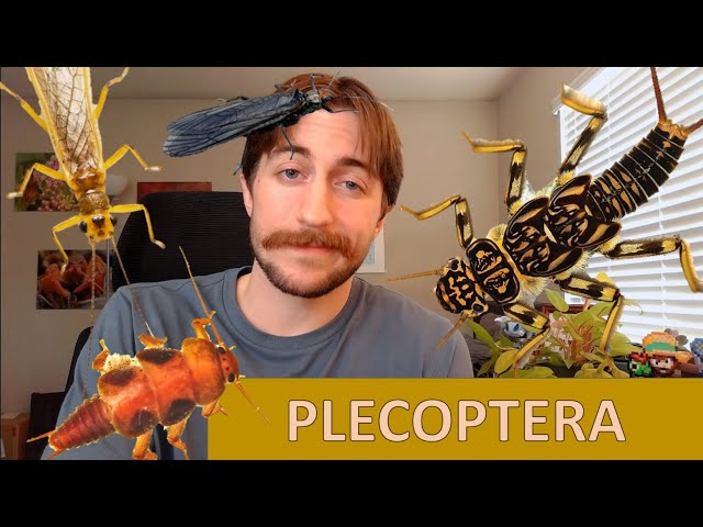 Plecoptera: The Stoneflies - Order Spotlight