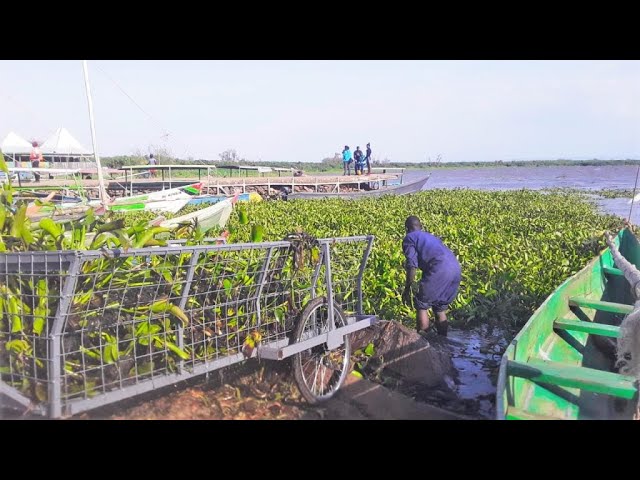 Clean Energy: Water Hyacinth Proves to be a Renewable Energy Source in Lake Victoria