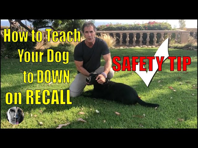 How To Teach a Dog Drop on Recall - Dog Safety Tip - Dog Training Video