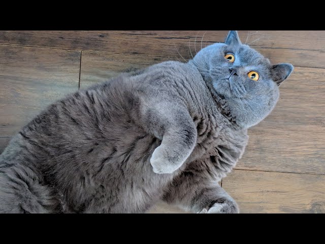 Simon British Shorthair Cat Rolling on the Floor | Chat Britannique Se Roule sur le Sol