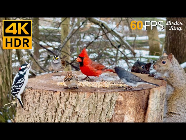 Cat TV for Cats to Watch 😺 Romantic Snow with Lovely Birds and Squirrels 🐿 8 Hours 4K HDR 60FPS
