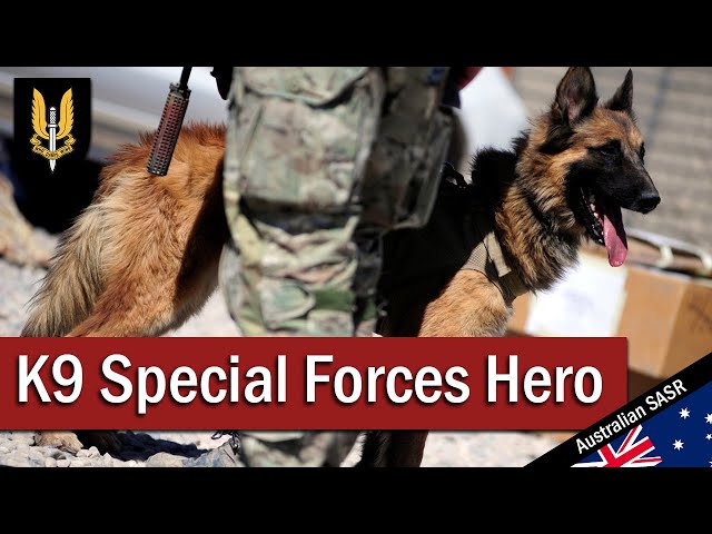 K9 Special Forces Hero: Kuga | August 2011