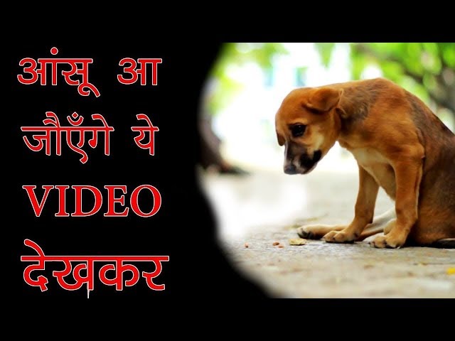 प्राणी की भाबनाओ को समझो | CHAINED UP FOR 10 YEARS & SEE WHAT HAPPENED