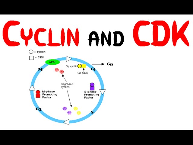 Cyclin and CDK