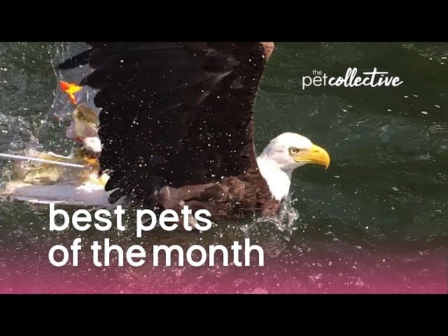 Best Pets of the Month (August 2019) | The Pet Collective
