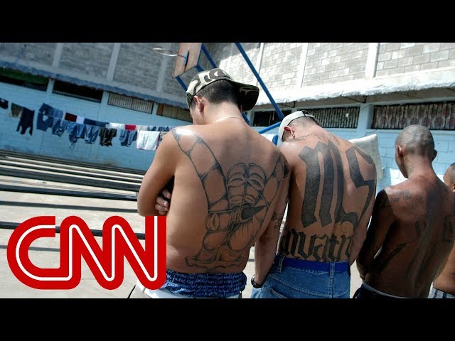 MS-13 gang members: Trump makes us stronger