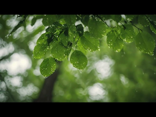Ambient Sounds for Relaxation | Enchanting Rain Sounds and Ethereal Music 🌧️🌊