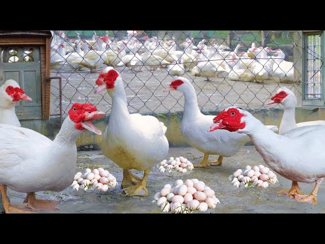 150 Days of Raising Muscovy Ducks - Process of Raising Muscovy Ducks for Eggs.