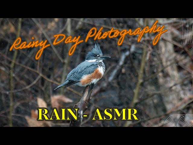 Nikon D500 Rainy Day ASMR Photography: Relaxing Sounds And Stunning Shots