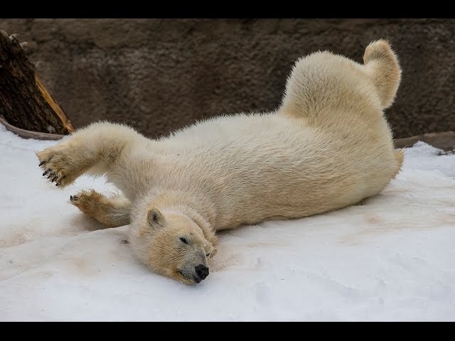 Cute Overload! Polar Bears Frolic in the Snow at the San Diego Zoo