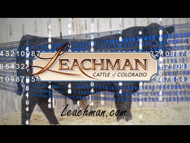 Leachman Cattle of Colorado Bull Sale March 21, 2021