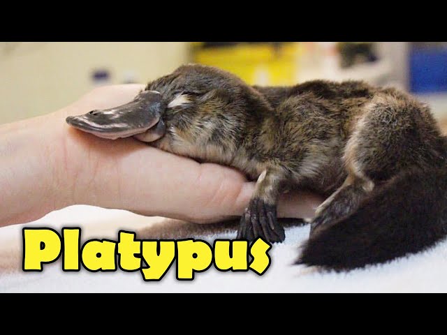 What Is A Platypus? 10 Facts about the Platypus!