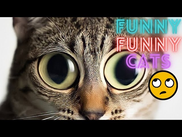 2 HOUR BEST FUNNY CATS COMPILATION 2023 😂| The Best Funny And Cute Cat Videos 12 !😸 😸