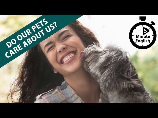 Do our pets care about us? - 6 Minute English