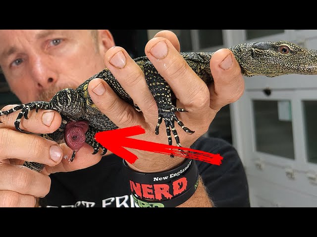 Saving my Croc Monitors Life!  This reptile prolapse could be fatal