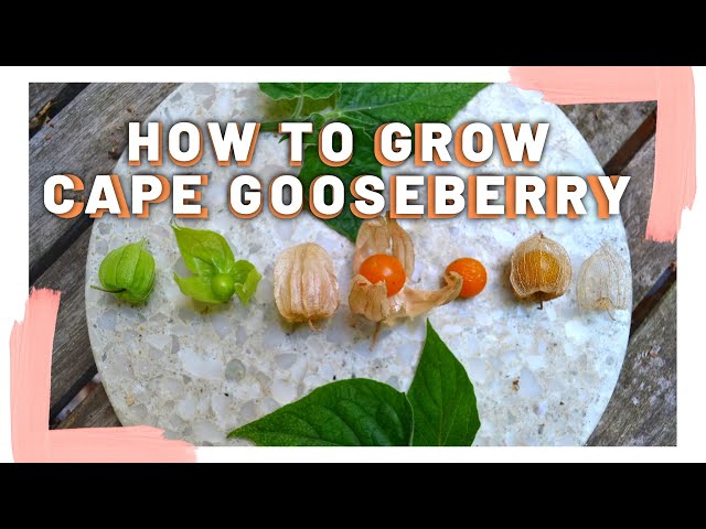 How to grow Cape Gooseberry + Taste test | Perennial fruit | Backyard food forest - Permaculture