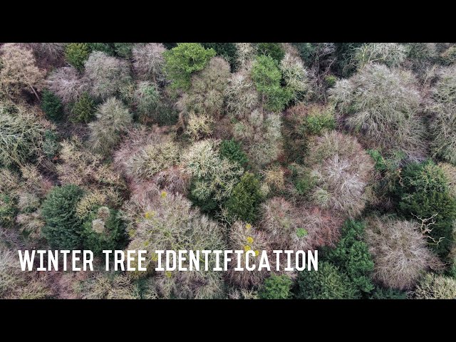 WINTER TREE IDENTIFICATION-  The winter clues of 11 common deciduous trees