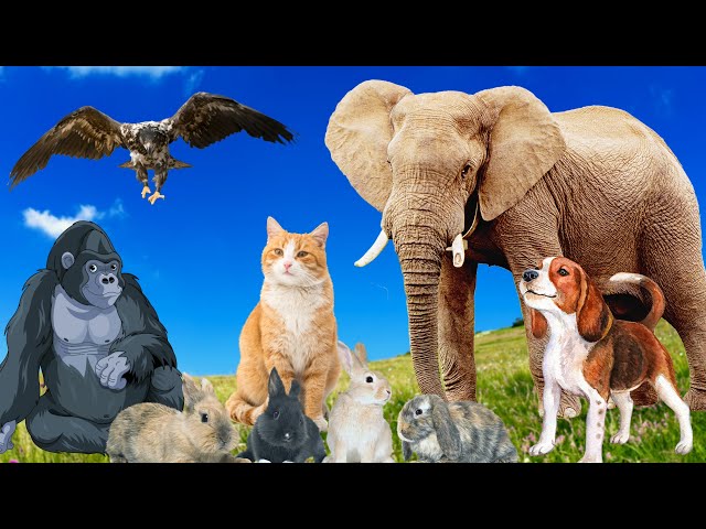 Funny animal moments: Cow, dog, cat, pig, elephant,...