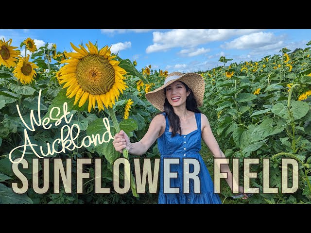 Fabulous Sunflower Fields (Franklin Farm) | Auckland, New Zealand