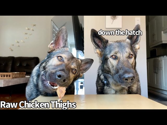 Dogs Review Different Foods (pt. 25) #ASMR