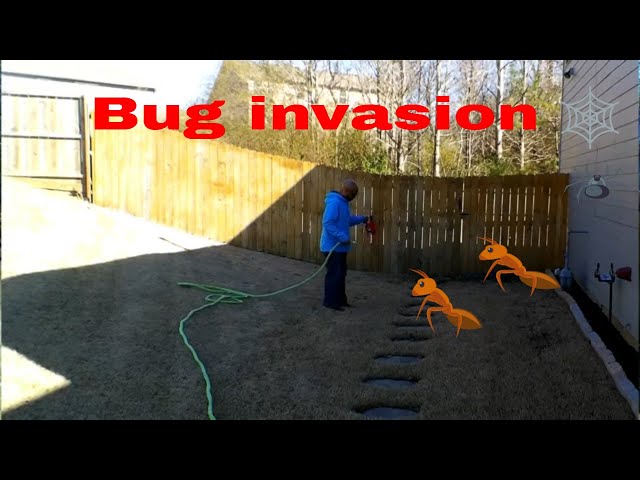 Perimeter pest control (fast and easy)