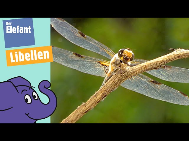 Wie fliegen Libellen? | Der Elefant | WDR