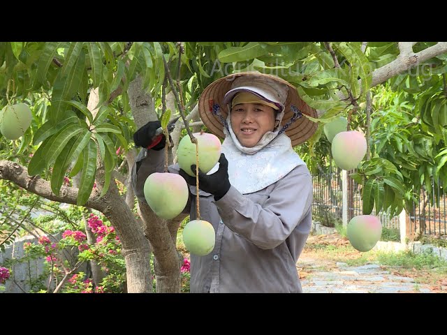 How to harvest hundreds of tons of mangoes? | agricultural knowledge